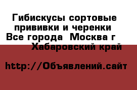 Гибискусы сортовые, прививки и черенки - Все города, Москва г.  »    . Хабаровский край